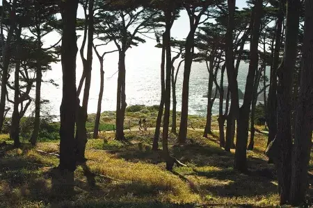 徒步旅行者沿着以太平洋为背景的土地尽头步道(Lands End Trail)的森林部分散步。.